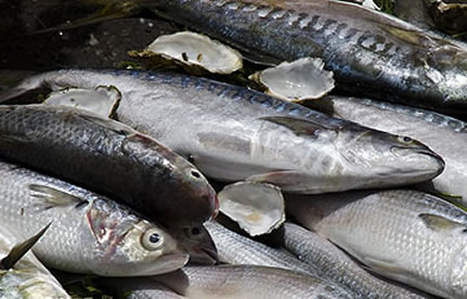 凍魚進(jìn)口流程和手續(xù)？