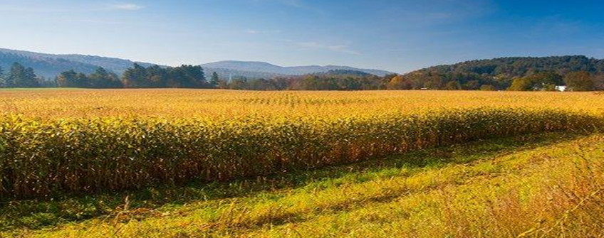 農產品進口關稅配額政策梳理