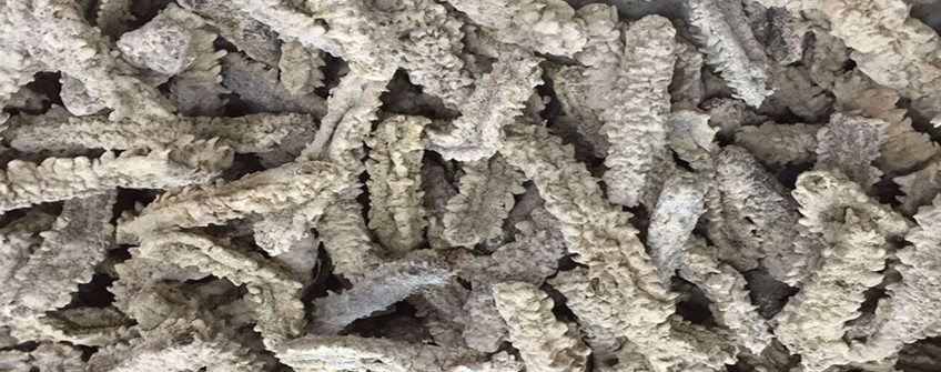 從加拿大進口海參如何清關？需要哪些資質？