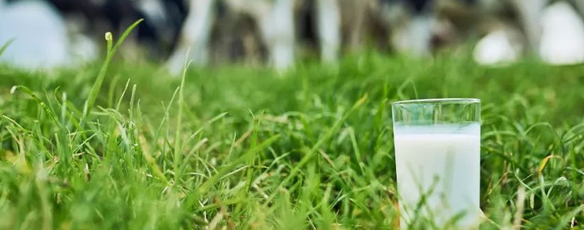 香港清關：牛奶進口香港流程