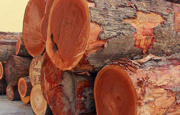 木材進(jìn)口報(bào)關(guān)如何申報(bào)？木材進(jìn)口清關(guān)注意事項(xiàng)？