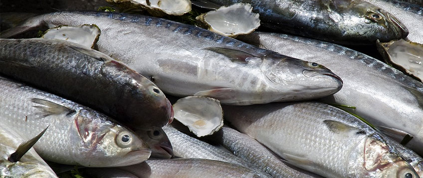 凍魚進口流程和手續(xù)？