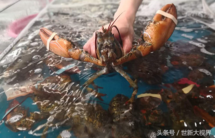 龍蝦進口報關：龍蝦進口流程和手續