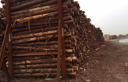 防城港清關：日本柳杉木原木進口清關解決方案