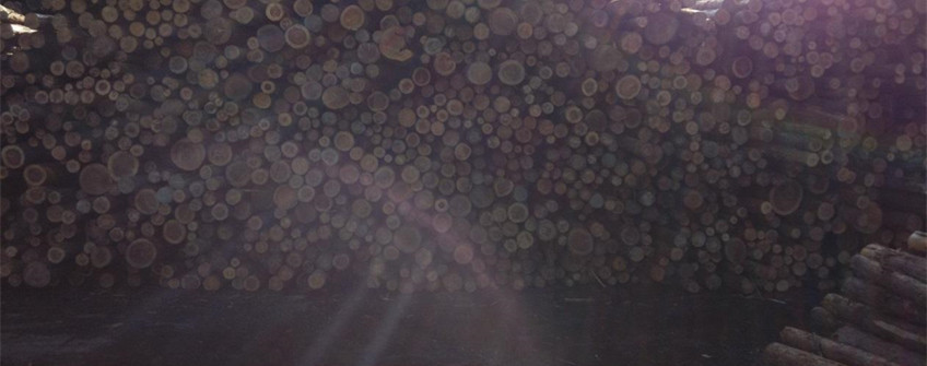 防城港清關：日本柳杉木原木進口清關解決方案