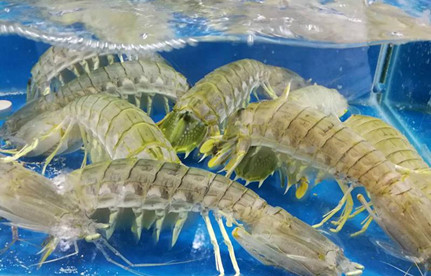 海鮮怎么進口報關？有哪些注意事項？