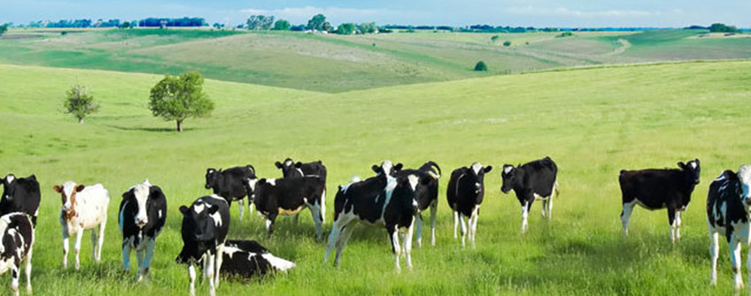 乳制品進口清關：乳制品進口所需條件及基本流程